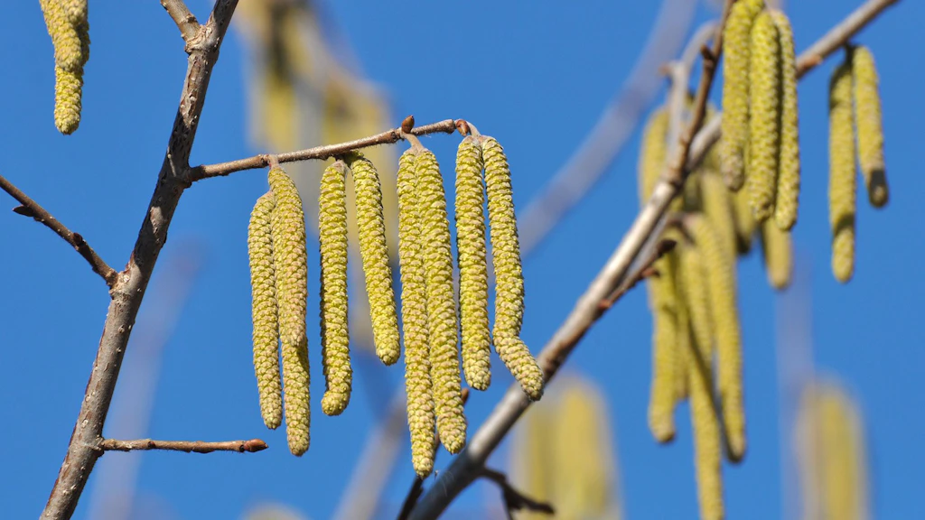 Pollen