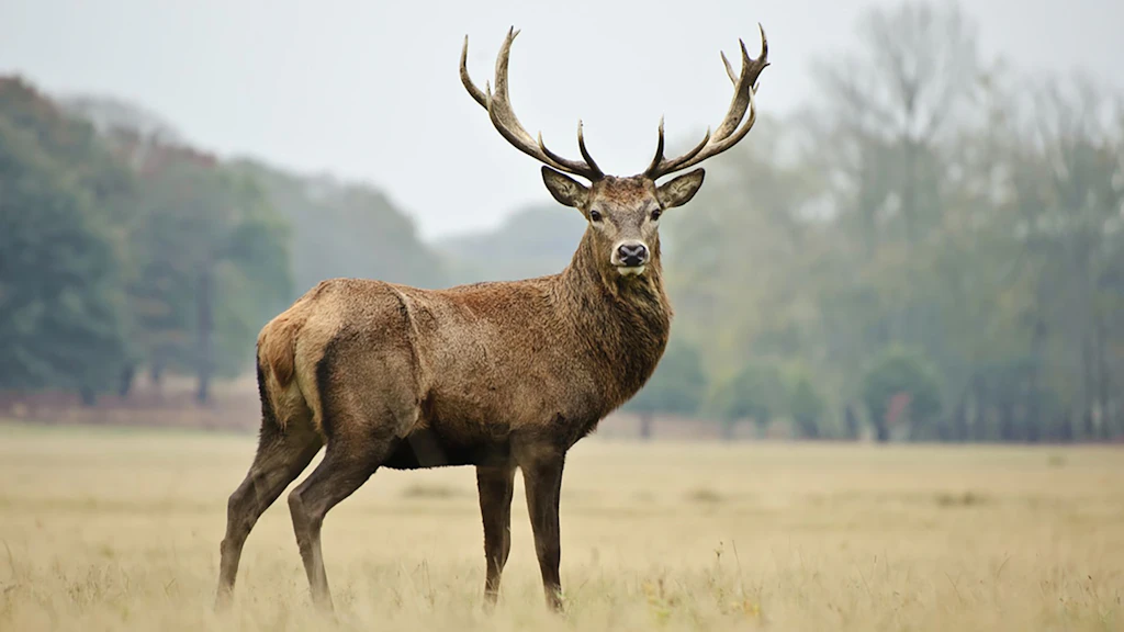 Rückzugsgebiete - Hirsch