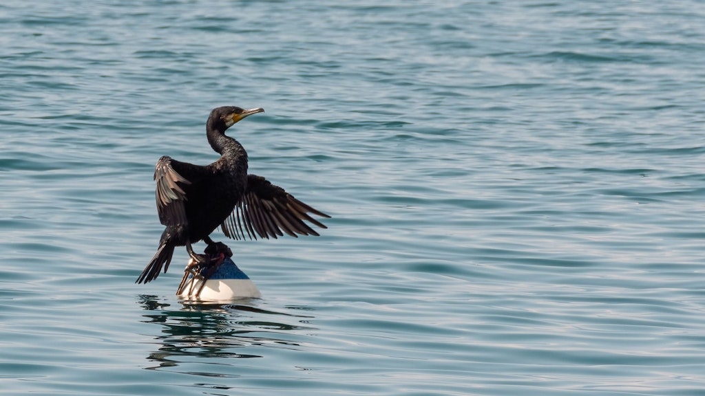 Oiseau hivernant - Cormoran