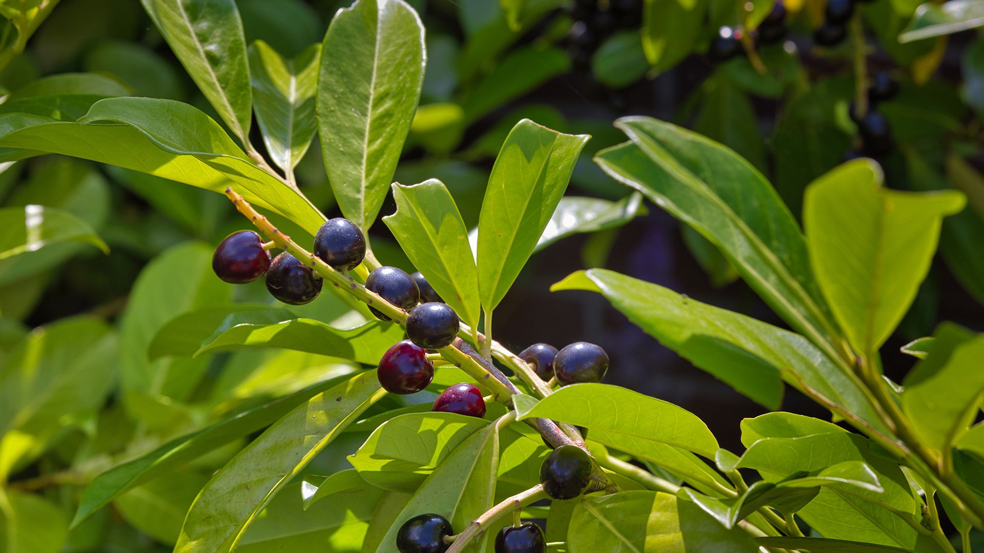 Kirschlorbeer-Neophyten