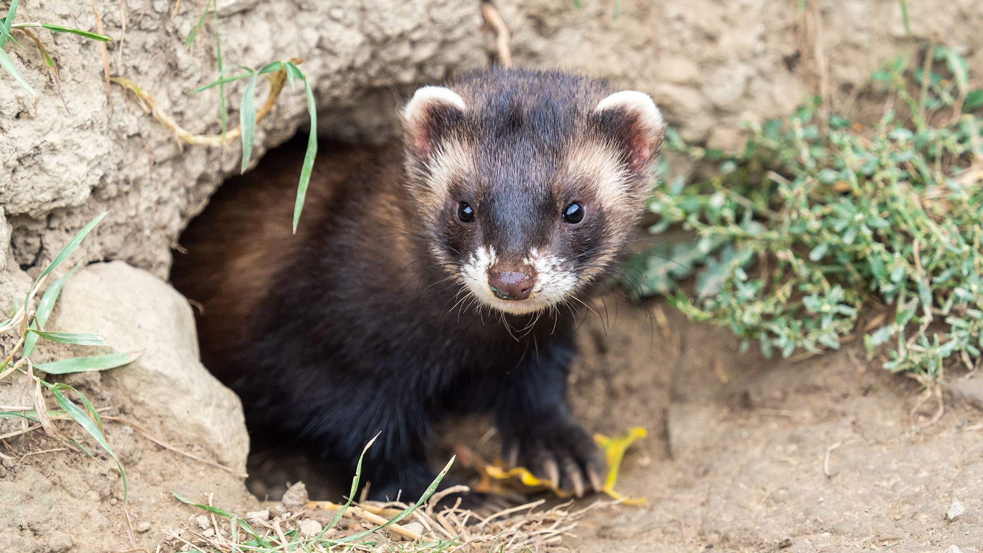 Pro Natura - Tier des Jahres 2024